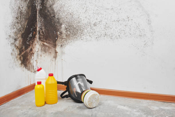 Best Crawl Space Mold Removal  in Rossville, TN