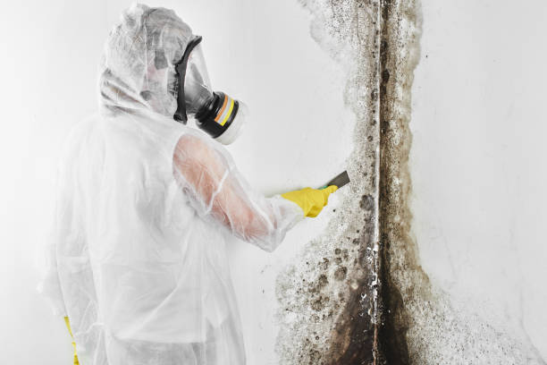 Best Home Mold Removal  in Rossville, TN