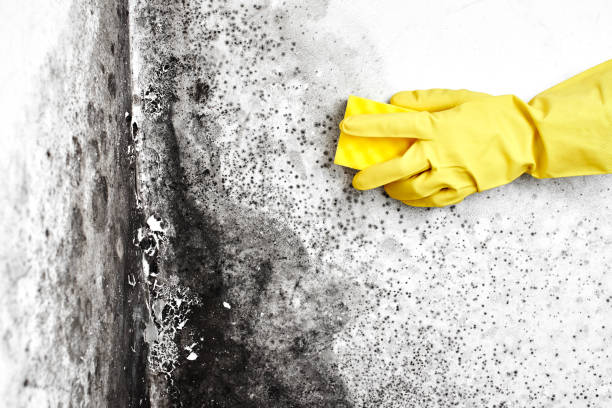 Best Same-Day Mold Removal  in Rossville, TN