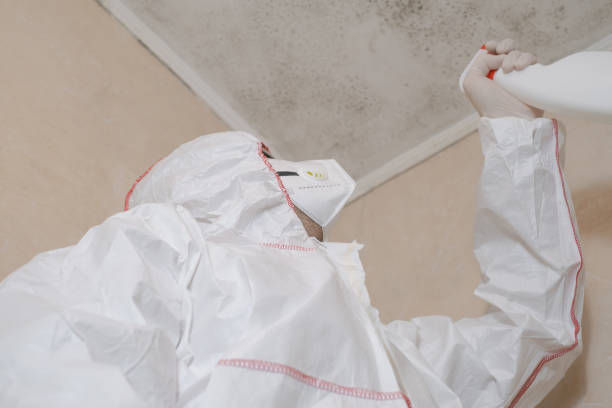 Best Mold Cleaning Services  in Rossville, TN