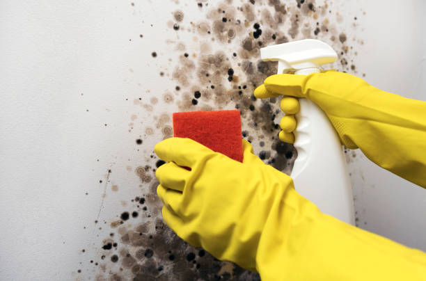 Best Mold Remediation Services  in Rossville, TN