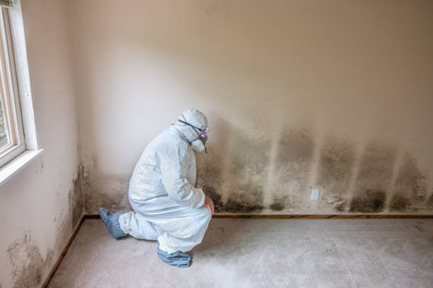 Best Certified Mold Removal  in Rossville, TN