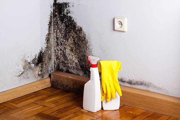 Best Attic Mold Removal  in Rossville, TN