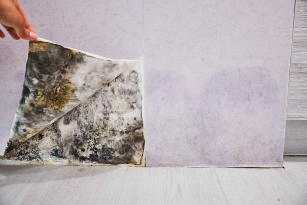 Best Office Mold Removal Services  in Rossville, TN